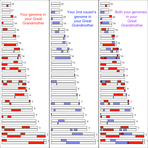 grandmaternal_contribution_to_2nd_cousins