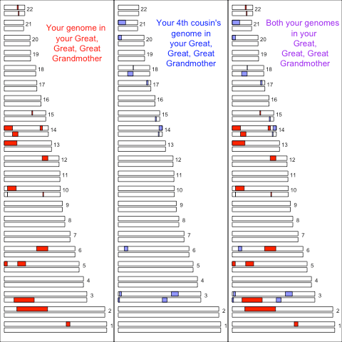 maternal_contribution_to_4th_cousins
